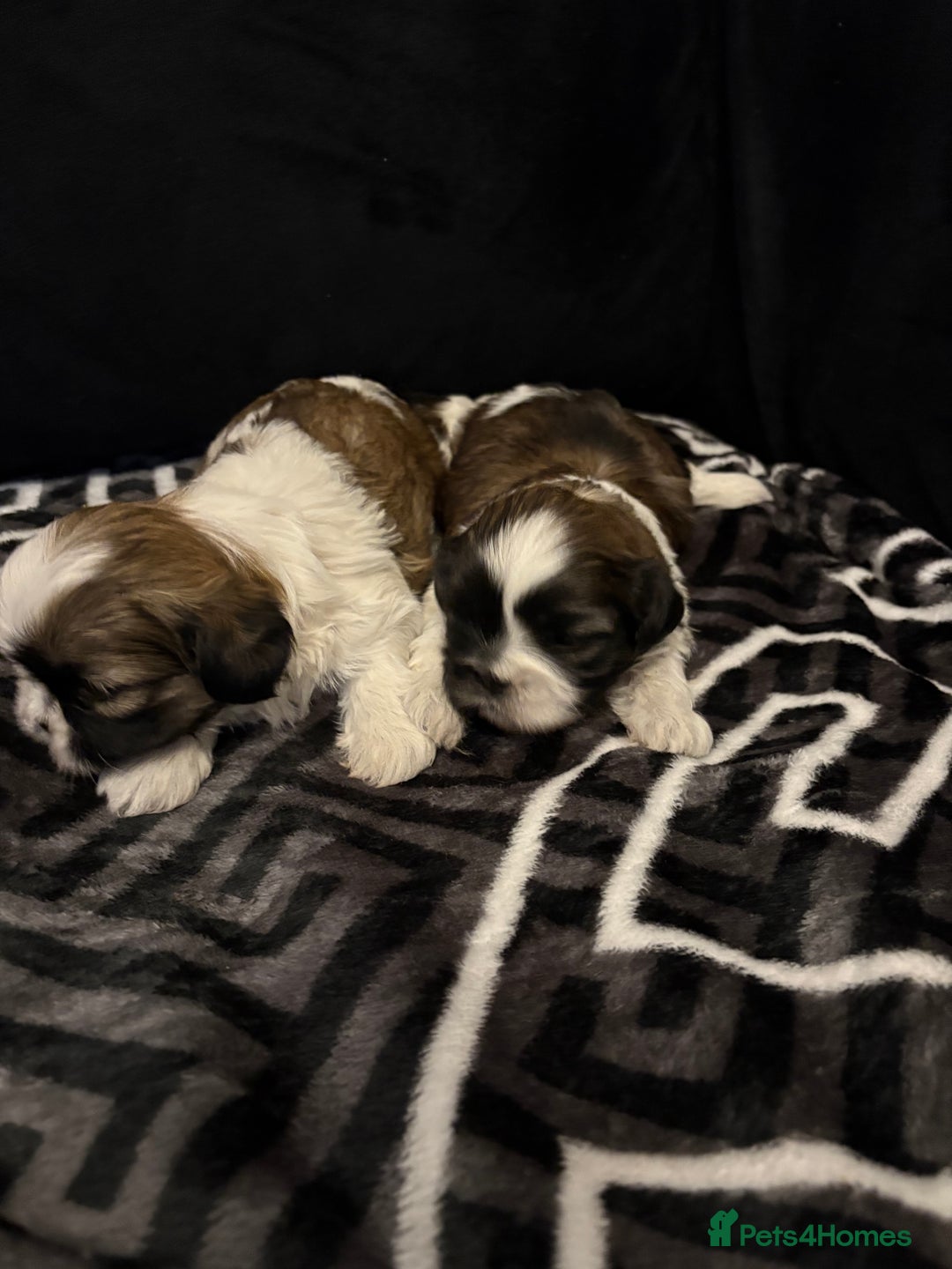Shih Tzu dogs for sale: 2 female Shih Tzu puppies  - Advert 10