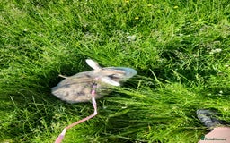 Lionhead rabbits for sale: Beautiful 😍 Lionhead girl - Advert 1