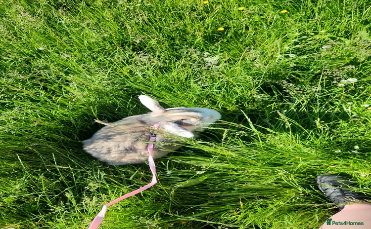 Lionhead rabbits Beautiful 😍 Lionhead girl - Advert 2