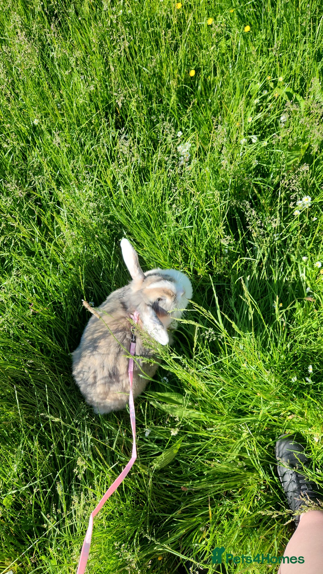Lionhead rabbits for sale: Beautiful 😍 Lionhead girl - Advert 1