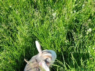 Lionhead rabbits Beautiful 😍 Lionhead girl - Advert 1