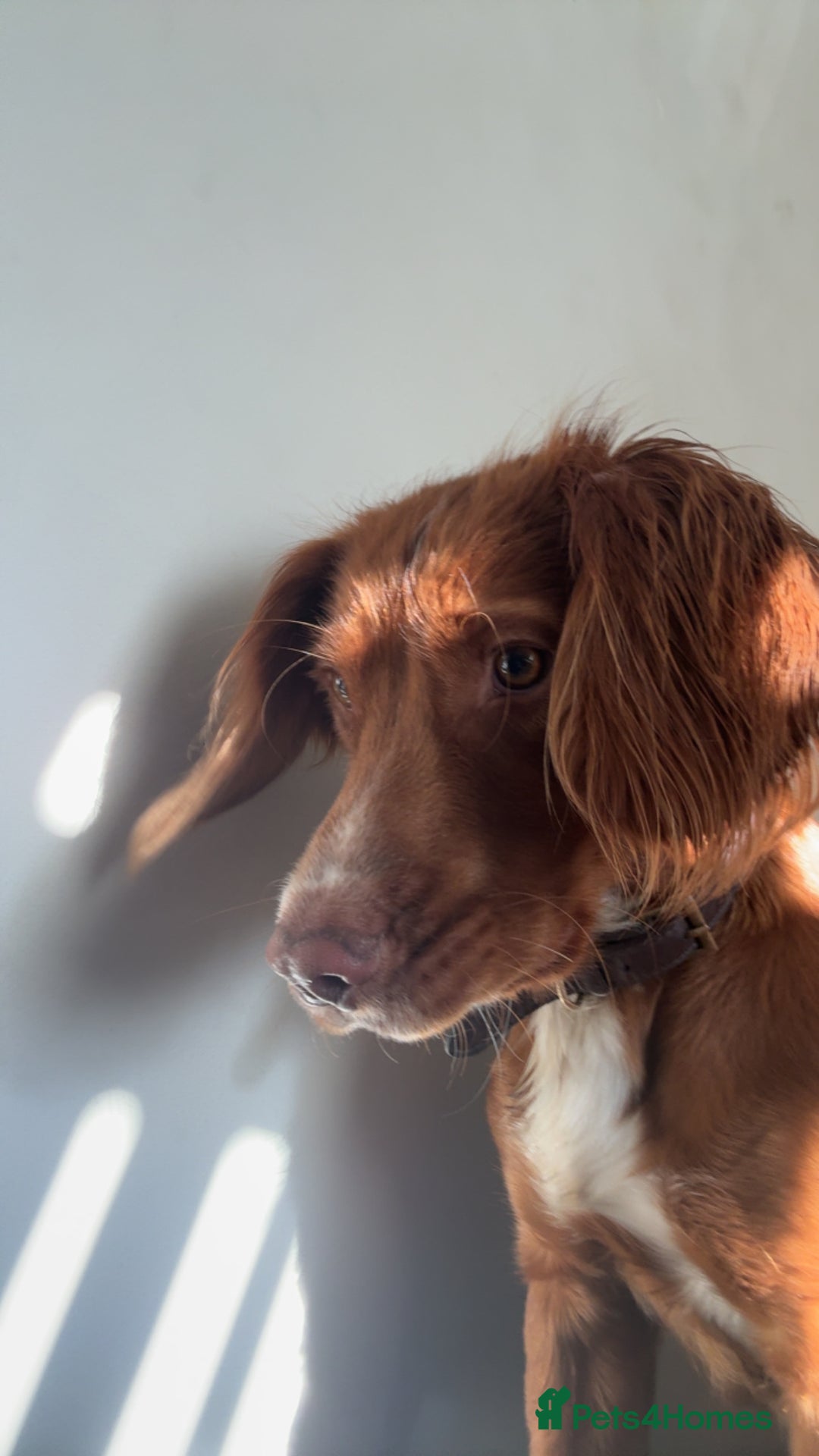 Cocker Spaniel dogs for stud: Cocker spaniel for stud - Image 5