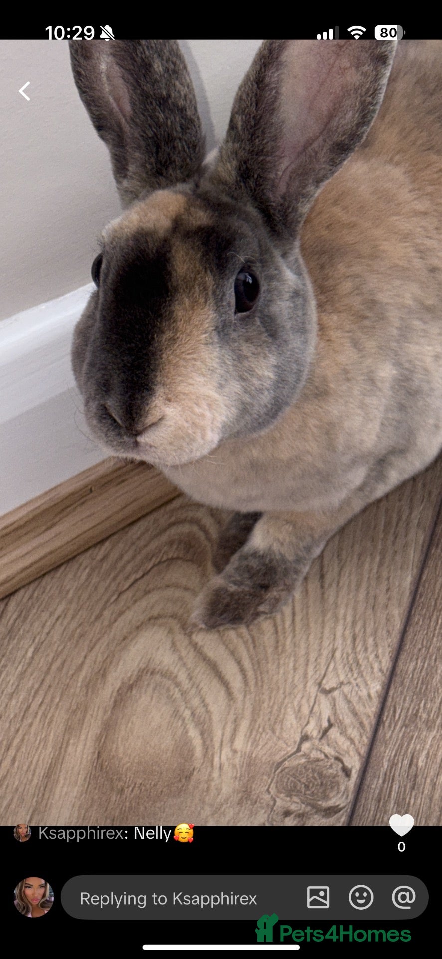 Mini Lop rabbits Mini lop/ mini rex - Advert 2