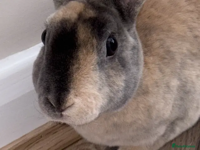 Mini Lop rabbits for sale: Mini lop/ mini rex - Advert 2