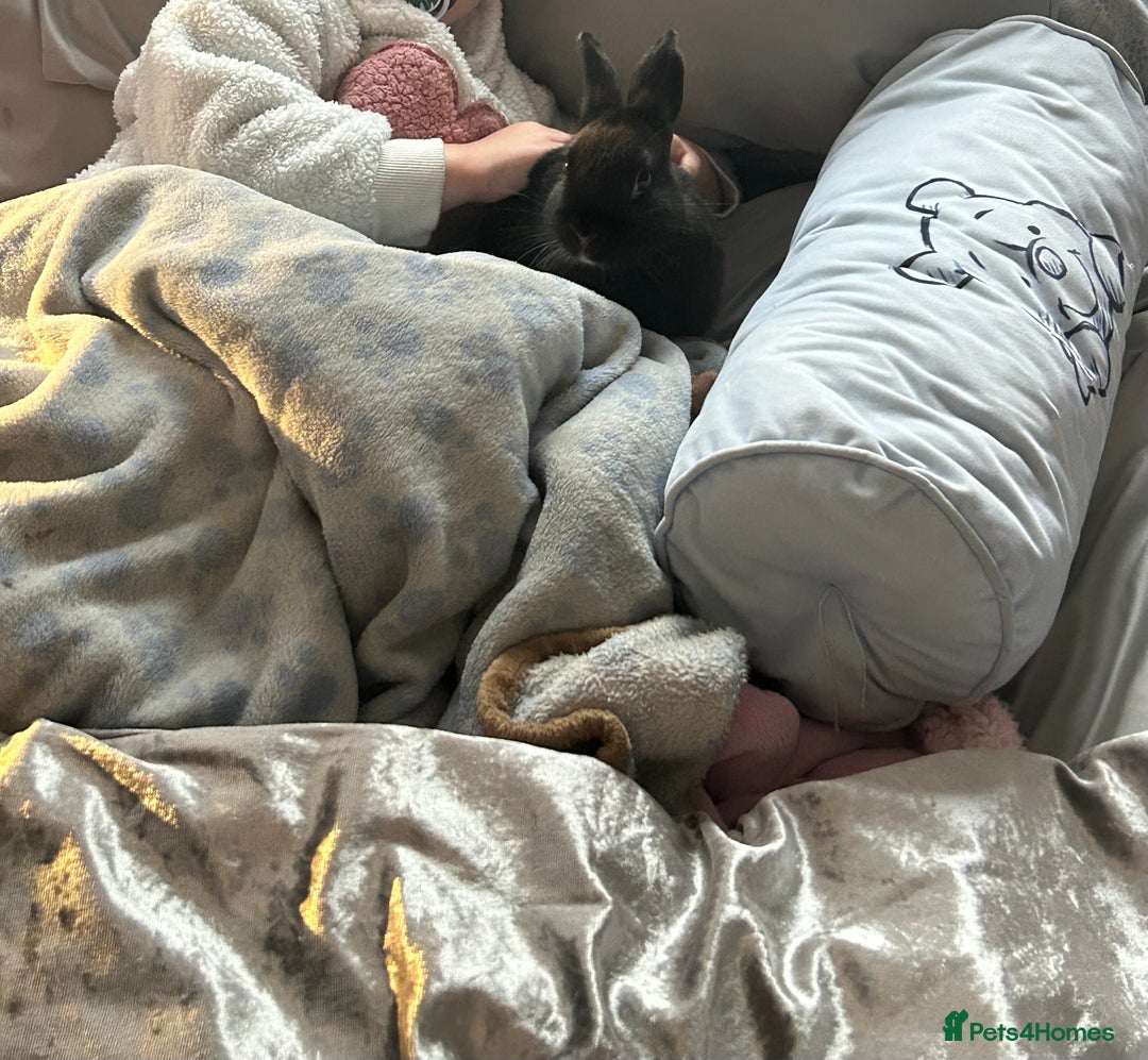 Netherland Dwarf rabbits for sale: Cookie  - Advert 3