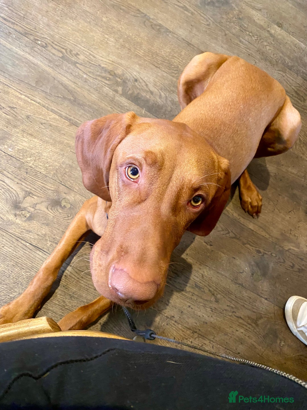 Hungarian Vizsla dogs for stud: Hungarian Vizsla Stud - Image 9