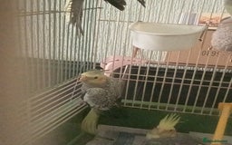Cockatiels birds for sale: Parent reared young cockatiels  - Image 2