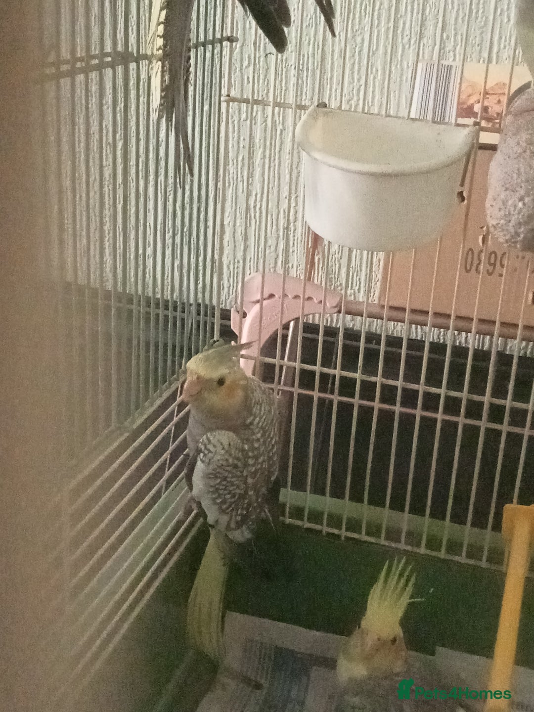Cockatiels birds for sale: Parent reared young cockatiels  - Image 2