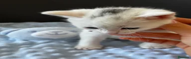 Mixed Breed Kitten 3