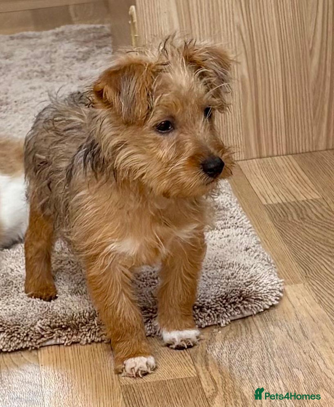 Jack Russell dogs for sale: Jack Russell Puppies… - Advert 7