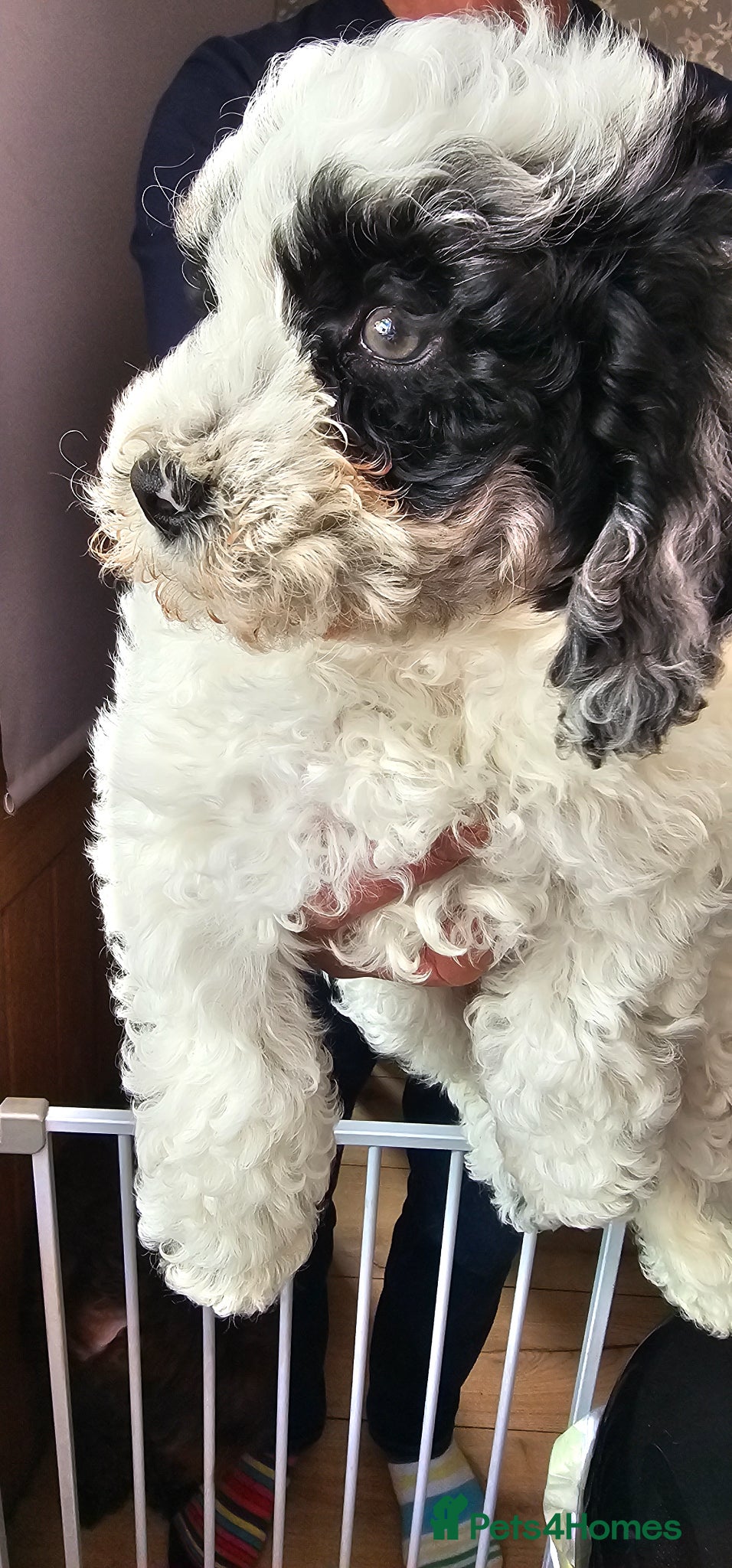 Cockapoo dogs Beautiful grey eyed girl cockapoo  - Advert 2