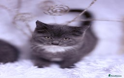 Mixed Breed cats for sale: Ragdoll X  British shorthair  - Image 17