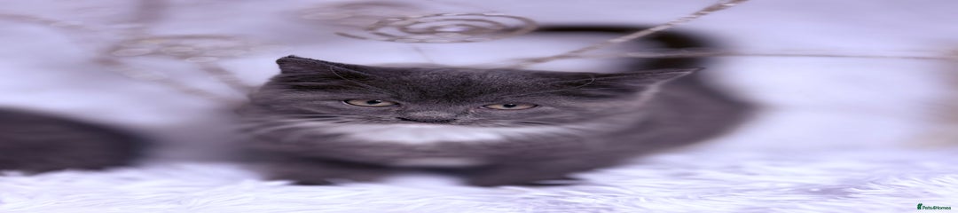 Mixed Breed Kitten 2