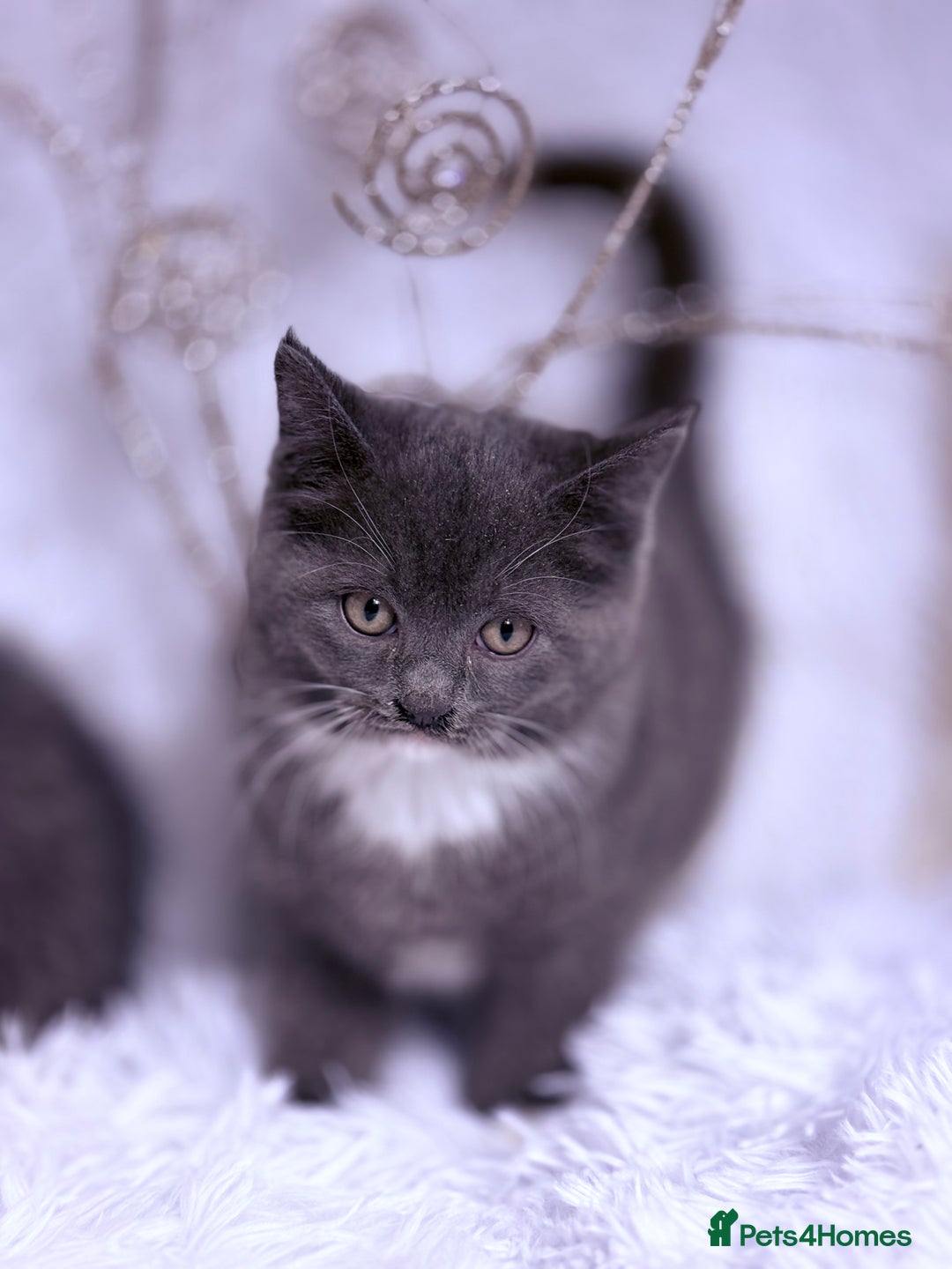 Mixed Breed cats for sale: Ragdoll X  British shorthair  - Image 17