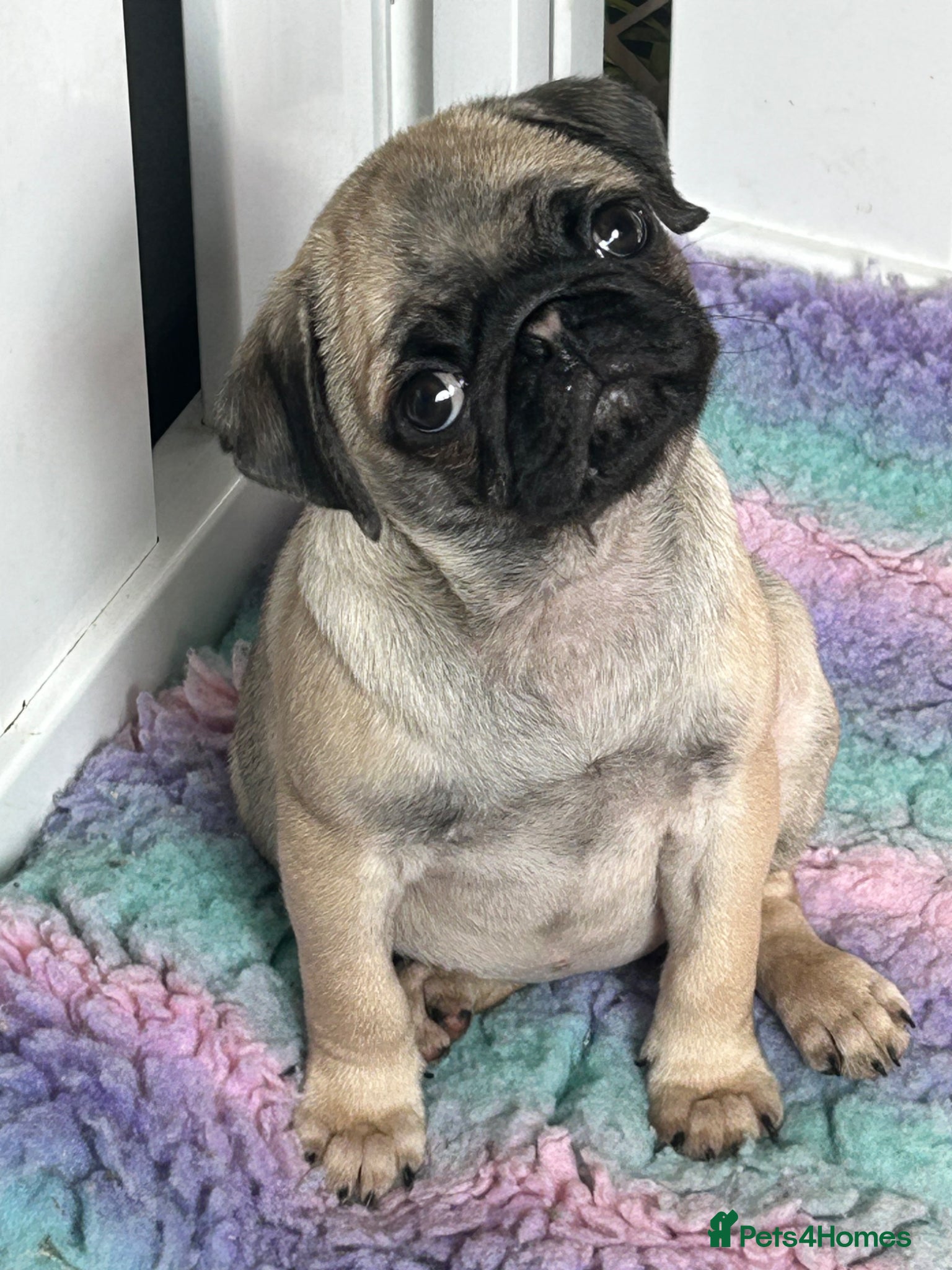 Pug dogs Stunning PUG puppies Boys & girls available  - Advert 5