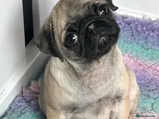 Pug dogs Stunning PUG puppies Boys & girls available - Advert 5