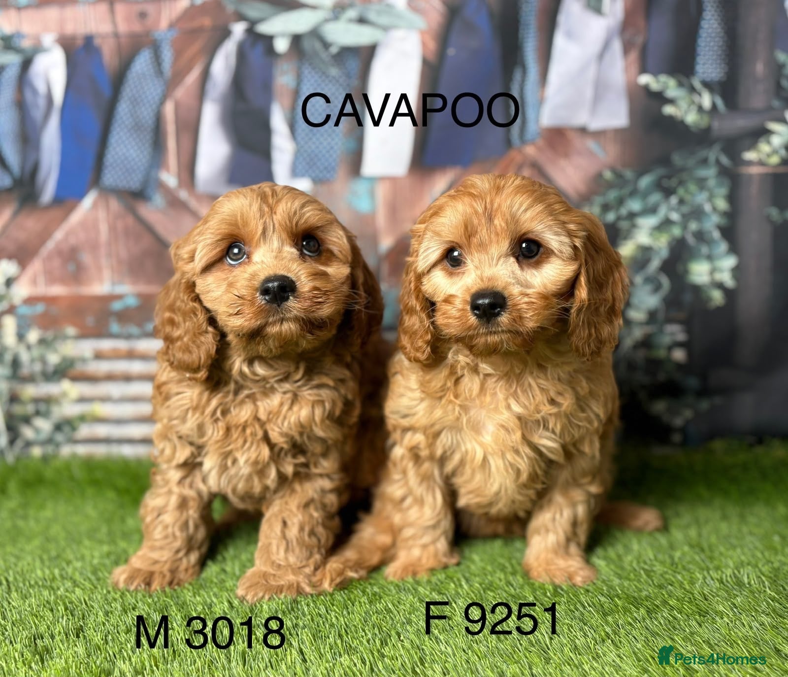 Cavapoo dogs Stunning Cavapoo pups from licensed breeder  - Advert 2