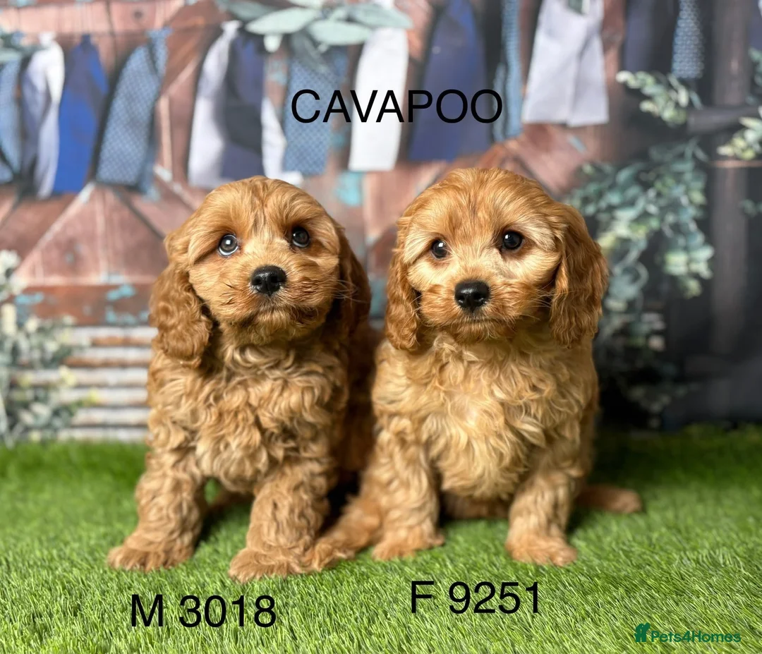 Cavapoo dogs for sale: Stunning Cavapoo pups from licensed breeder  - Advert 2