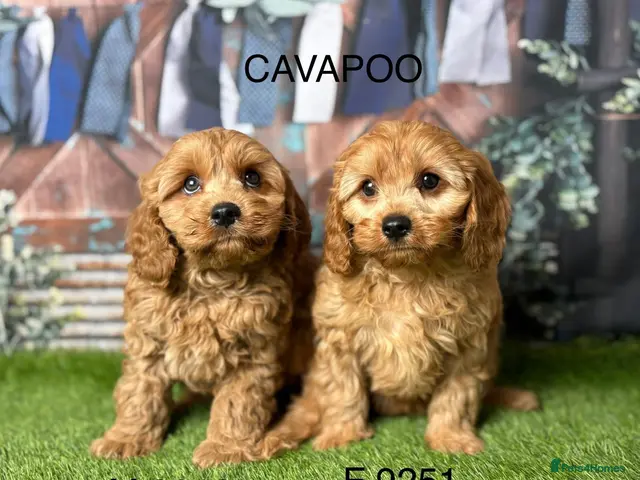 Cavapoo dogs for sale: Stunning Cavapoo pups from licensed breeder - Advert 2