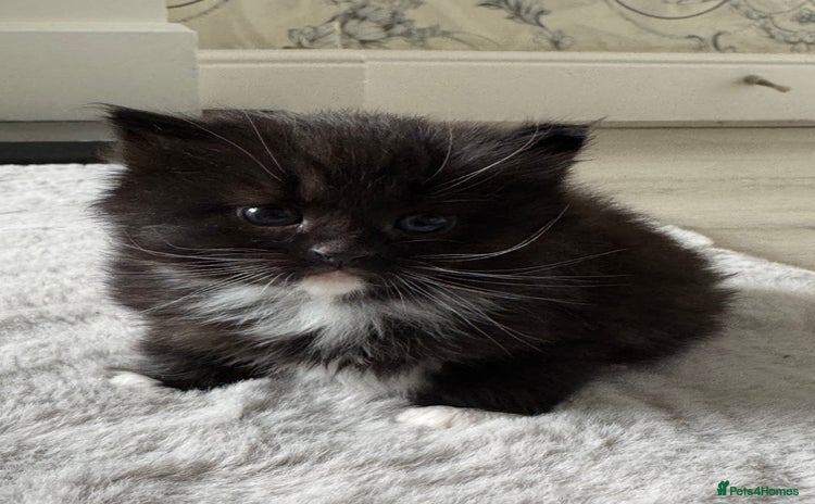 Domestic Shorthair cats in Birmingham - Advert 12