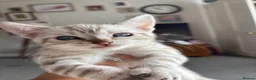 Bengal cats for sale: Stunning Cuddly Bengal Male Kitten - Blue Eyes  - Advert 7