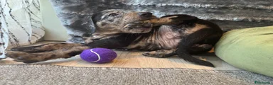 Yellow Collar- Blue merle girl tricolour