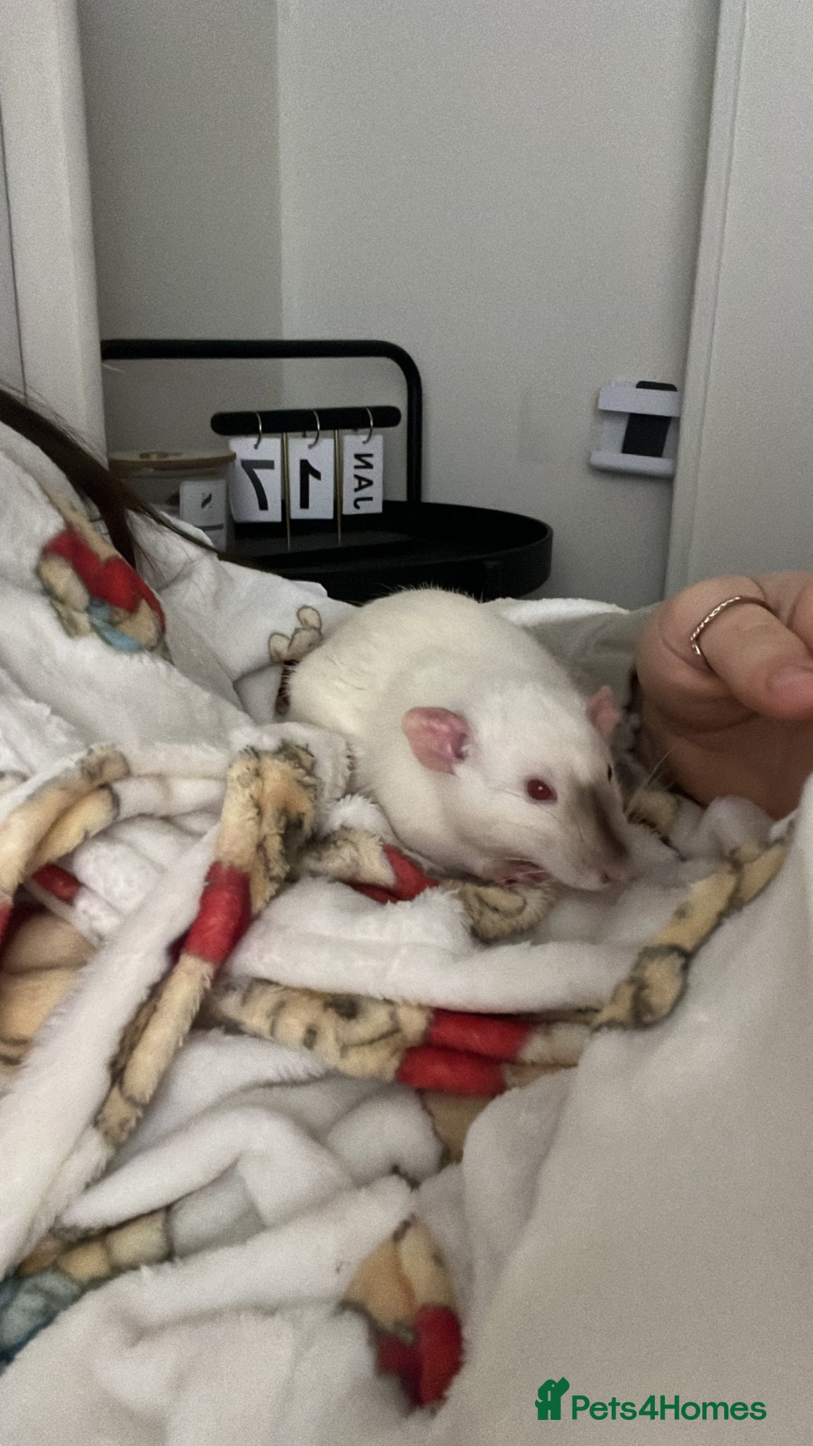 Rat rodents 2 male rats for rehoming  - Advert 8