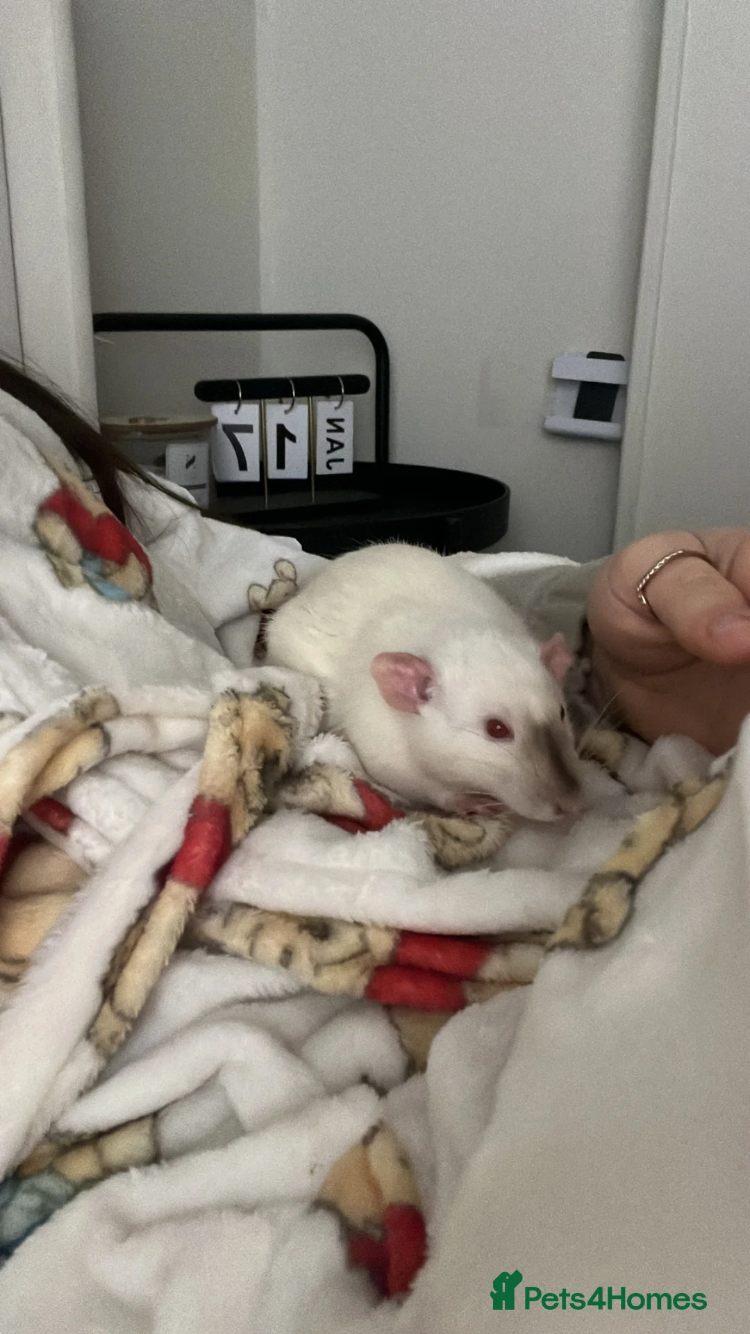 Rat rodents for sale: 2 male rats for rehoming  in Canterbury - Advert 1