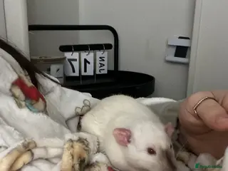 Rat rodents 2 male rats for rehoming - Advert 8