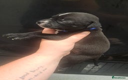 Staffordshire Bull Terrier dogs for sale: Staffordshire bull terrier puppies  - Image 10