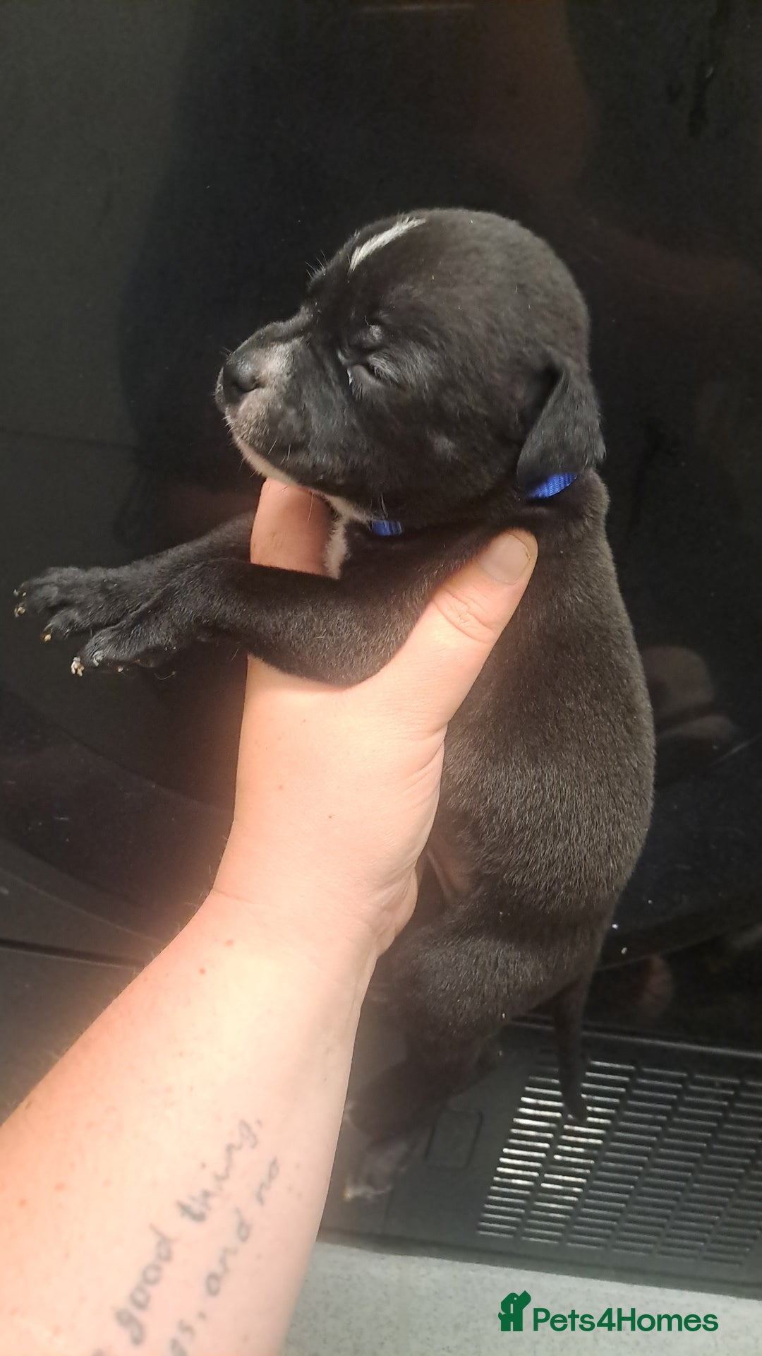 Staffordshire Bull Terrier dogs for sale: Staffordshire bull terrier puppies  - Image 10