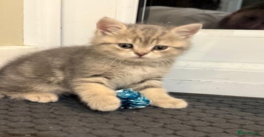 British Shorthair cats - Advert 2