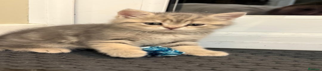 British Shorthair Kitten 2