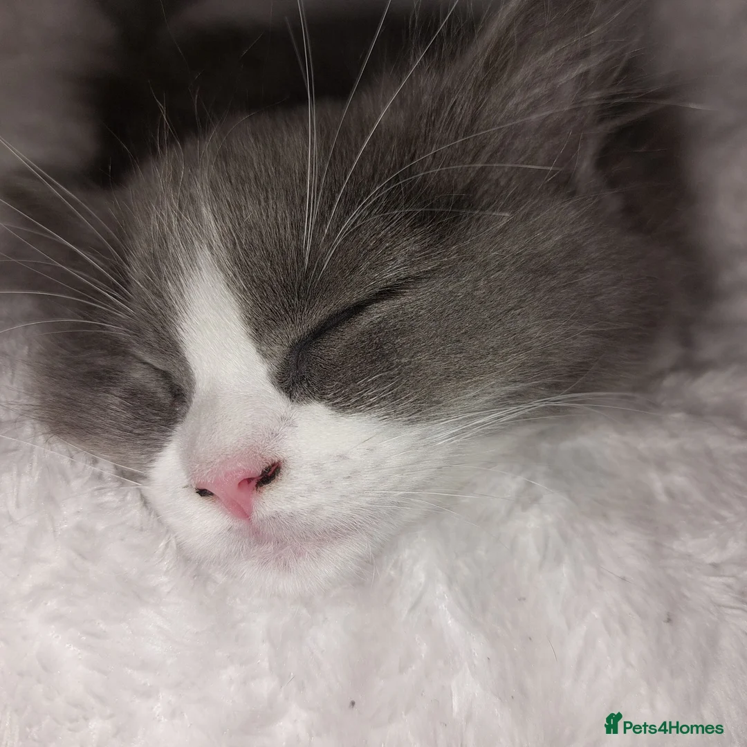 Ragdoll cats for sale: Ragdoll X British long hair - Advert 6