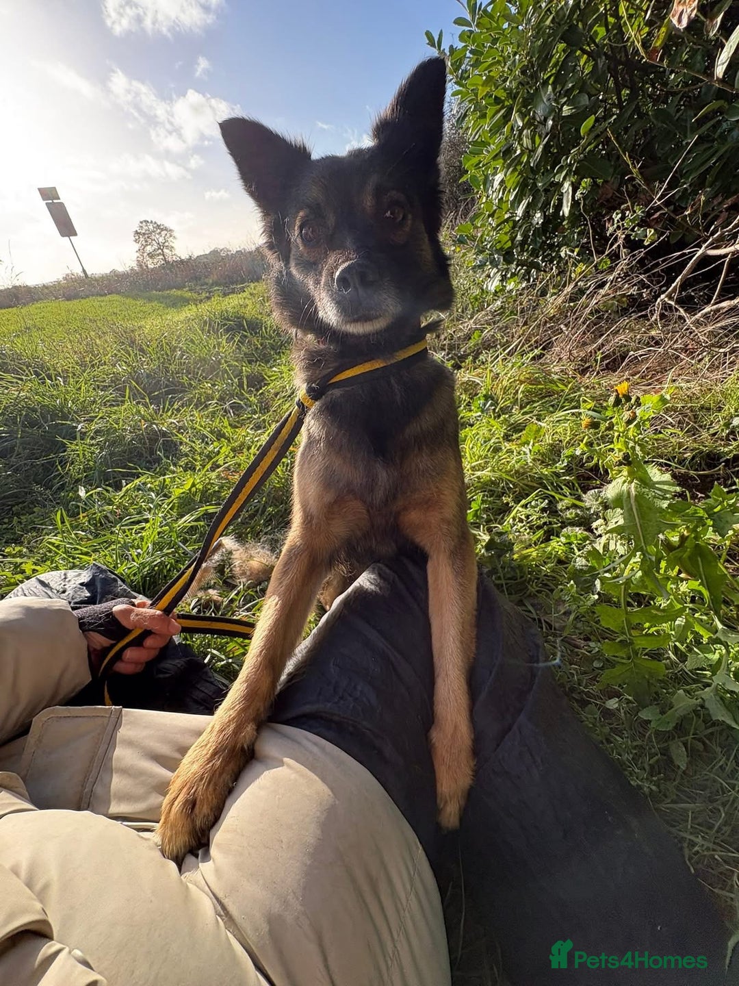 Mixed Breed dogs for adoption: Shona - Norwich Norfolk  - Advert 4