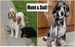 Cavapoo dogs for sale: Beautiful Cavapoochons for sale  - Image 3