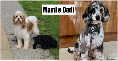 Cavapoo dogs - Advert 4