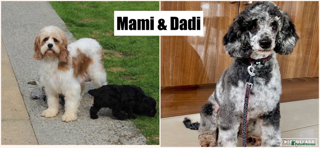 Cavapoo dogs for sale: Beautiful Cavapoochons for sale  - Image 3