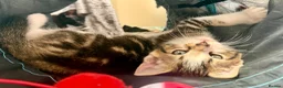 Mixed Breed cats for sale: Bonded pair of Tabby Kittens, Sulley and Boo. - Advert 14