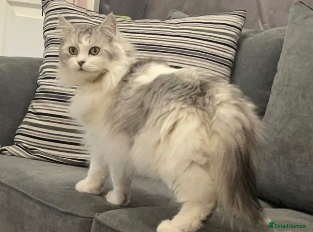 Persian cats Beautiful Fluffy Bella – Loving Indoor Cat - Advert 9