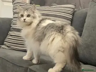 Persian cats Beautiful Fluffy Bella – Loving Indoor Cat - Advert 9