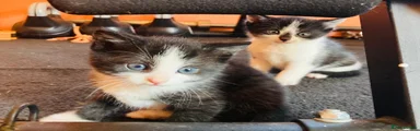 Mixed Breed 2