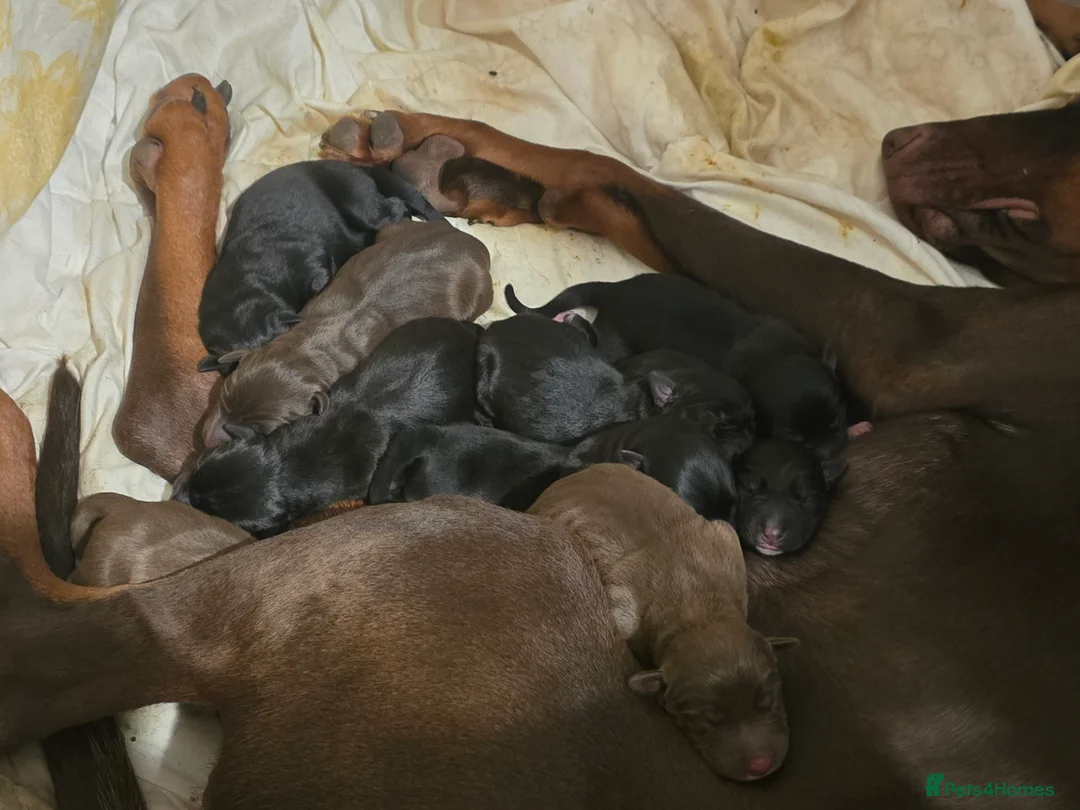 Mixed Breed dogs for sale: Doberman x Border Collie pups - Advert 2