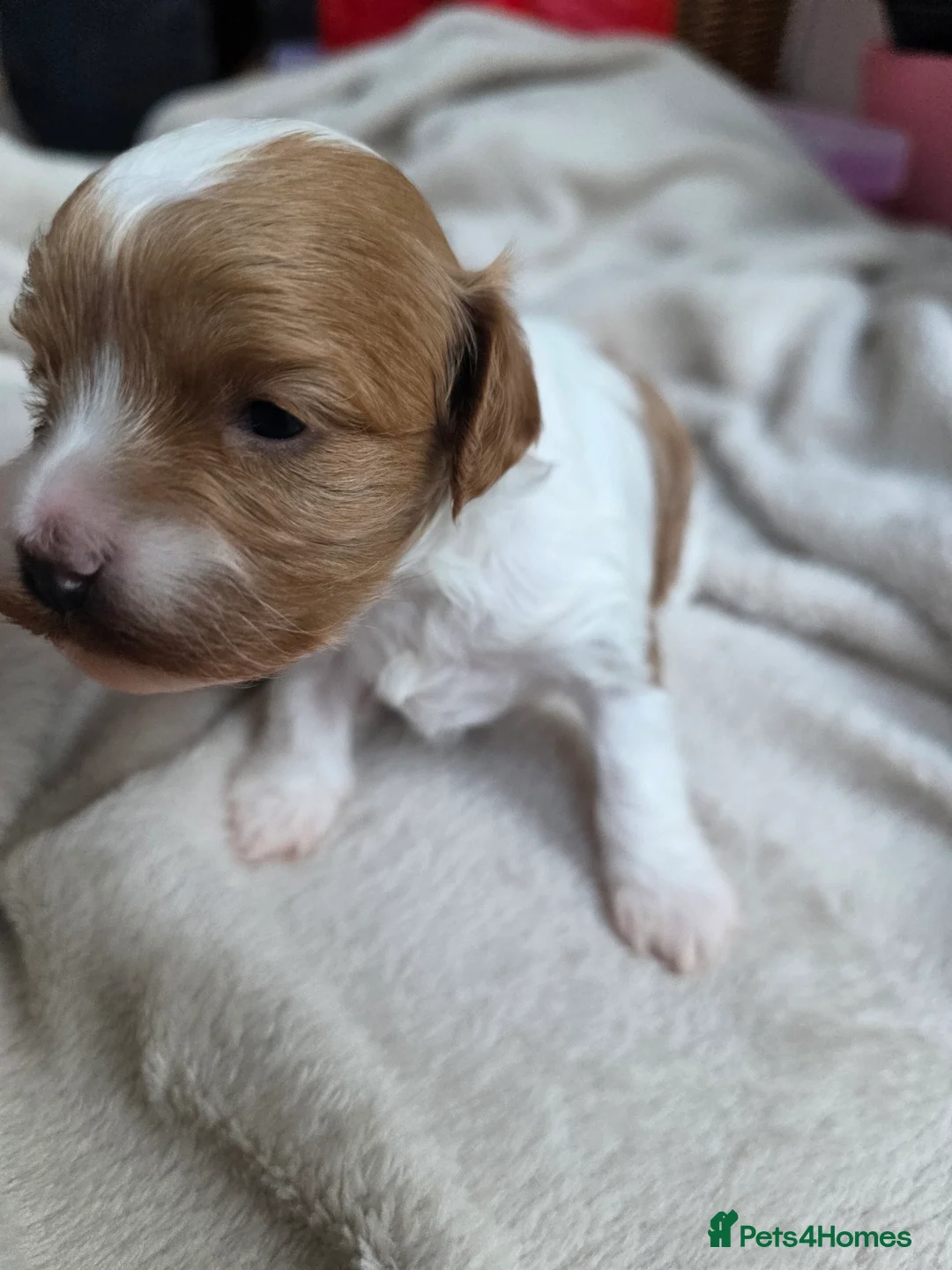 Cavapoo dogs for sale: Small F2 Cavapoo Puppies – Family Raised - Advert 17