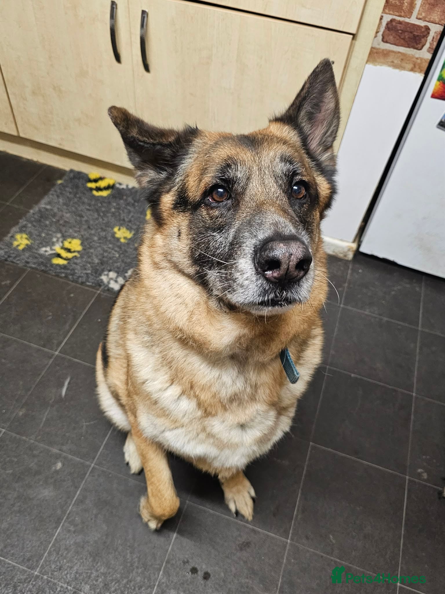 German Shepherd dogs 7 year old German Shepherd - Advert 1