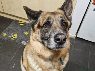 German Shepherd dogs 7 year old German Shepherd - Advert 1