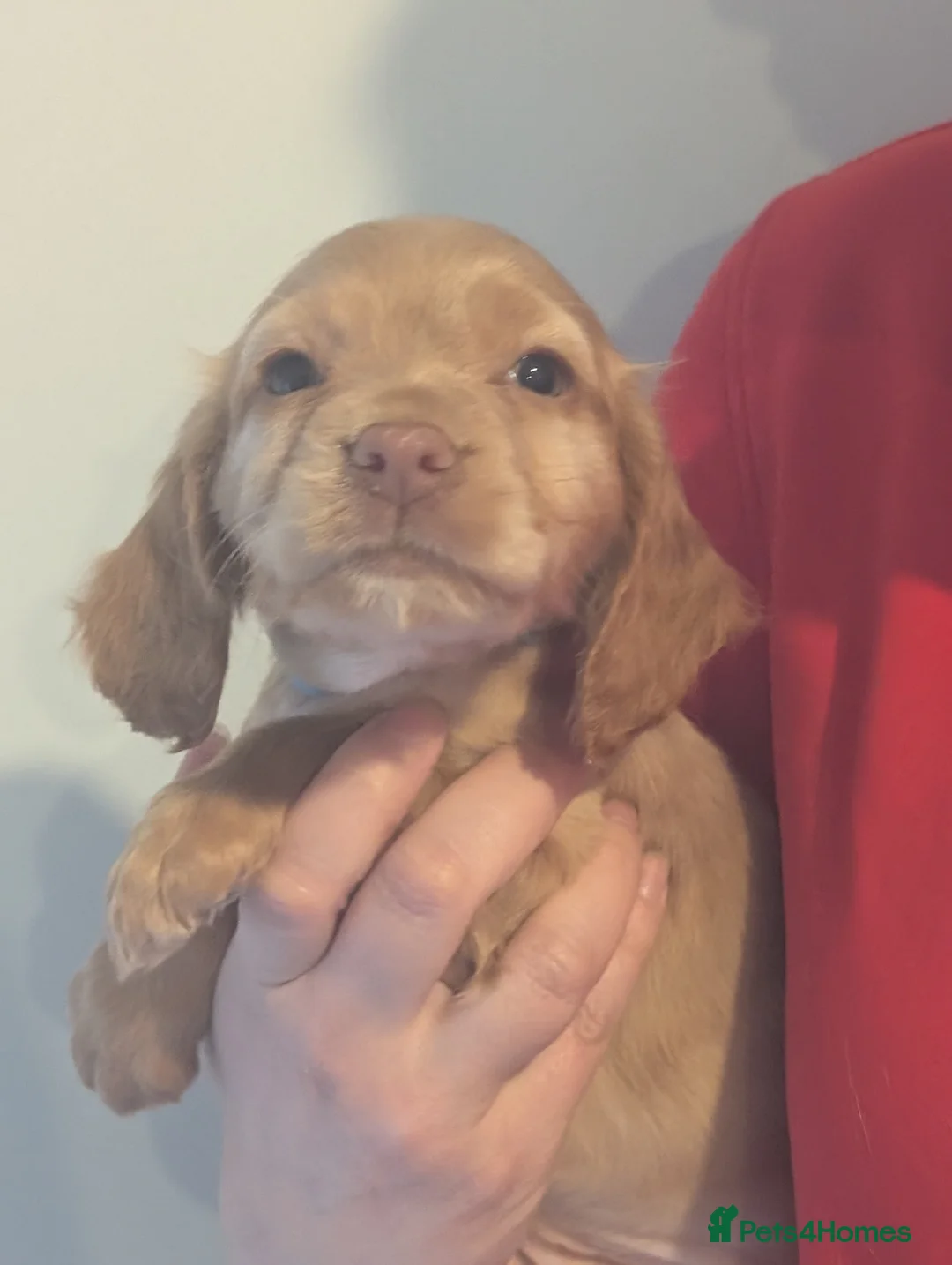 Cocker Spaniel dogs for sale: Pups from Health Tested Champion Trialling lines. - Advert 6
