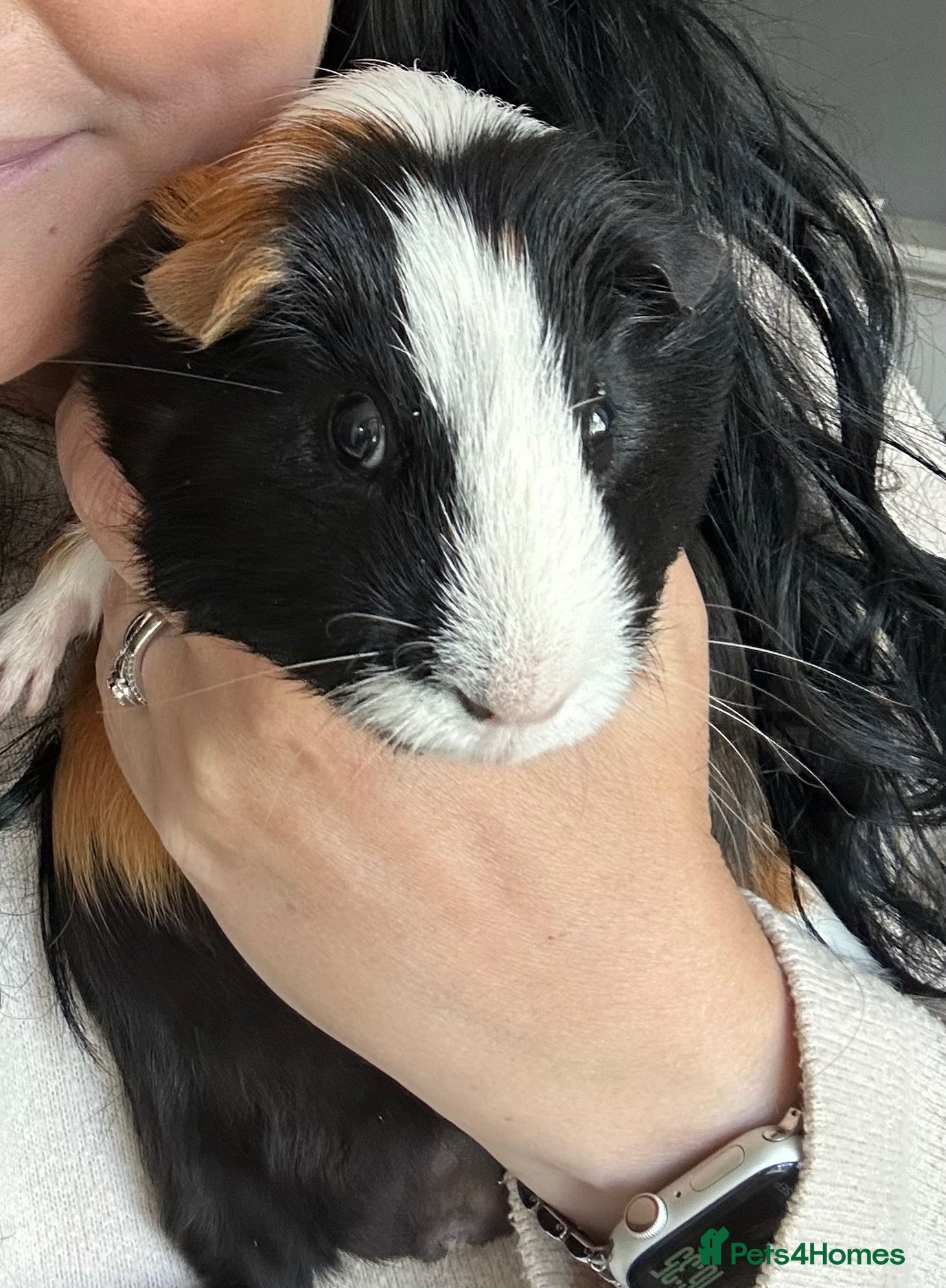 Guinea Pig rodents Two male Guinea pigs 2 year old - Advert 2