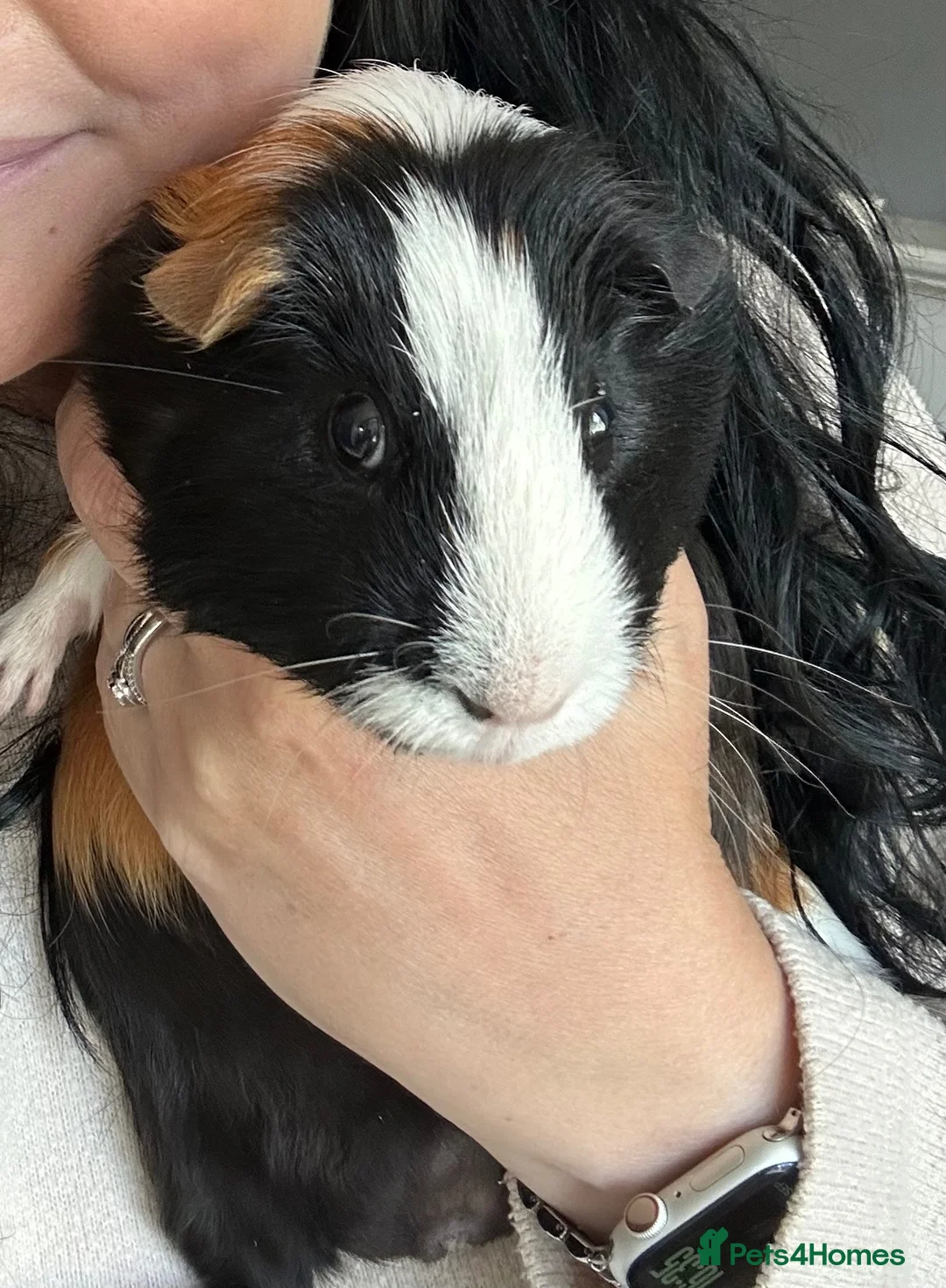 Guinea Pig rodents for sale: Two male Guinea pigs 2 year old in Tadcaster - Advert 1