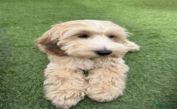 Cockapoo dogs - Advert 3